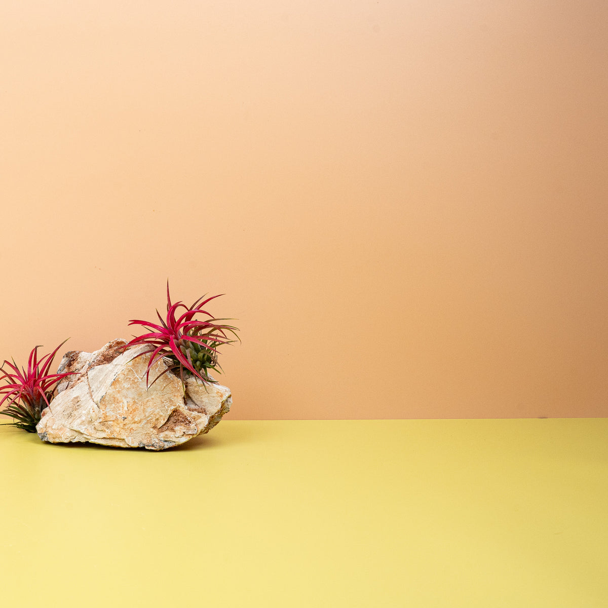 Tillandsia Ionantha Red – dynamisches Dekoelement