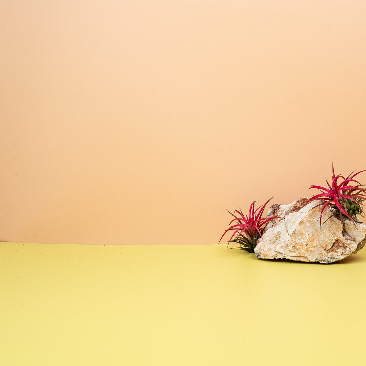 Tillandsia Ionantha Red mit violetter Blüte
