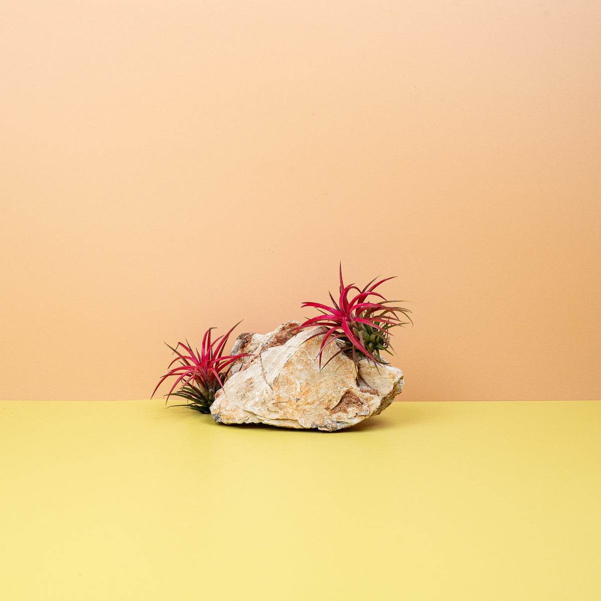 Tillandsia Ionantha Red – Luftpflanze mit rötlichen Blättern – potflourri