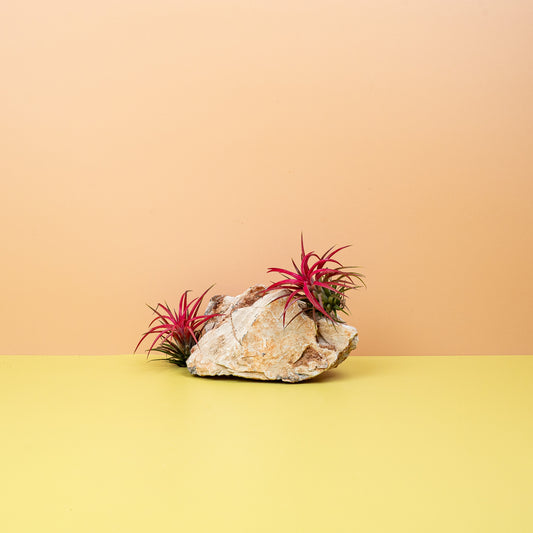 Tillandsia Ionantha Red – Luftpflanze mit rötlichen Blättern – potflourri