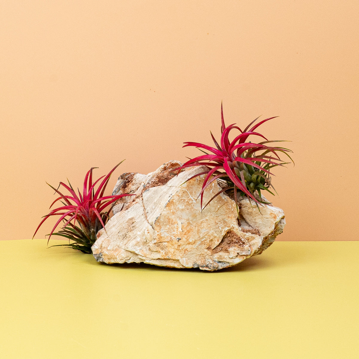 Tillandsia Ionantha Red – Luftpflanze aus Mexiko und Mittelamerika – potflourri