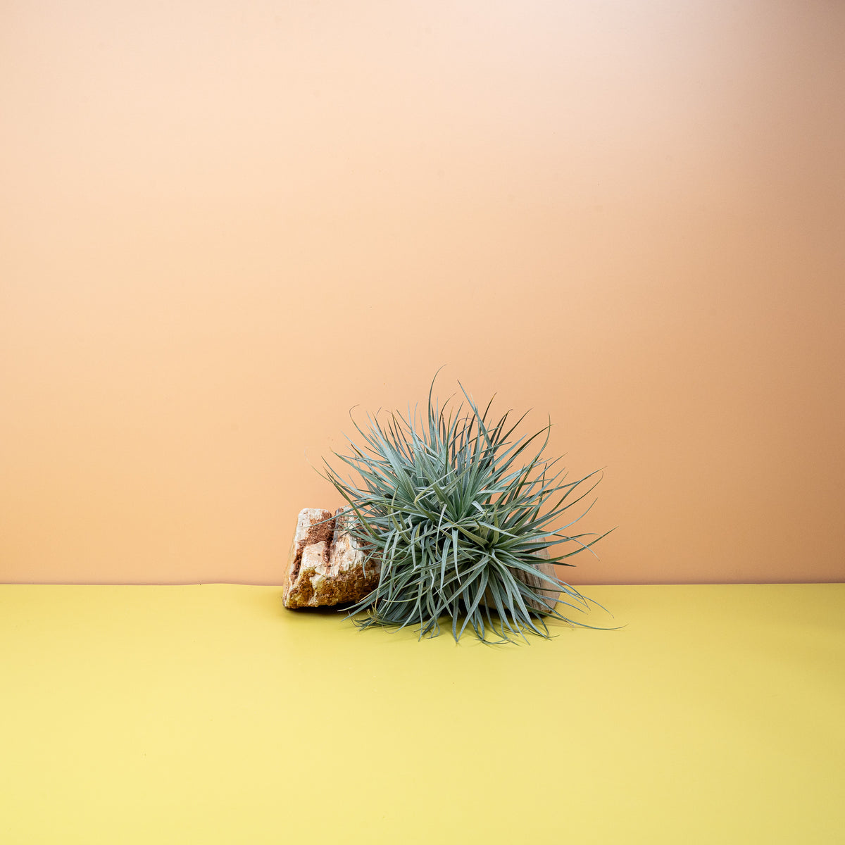 Tillandsia Silver, matte metallische Oberfläche