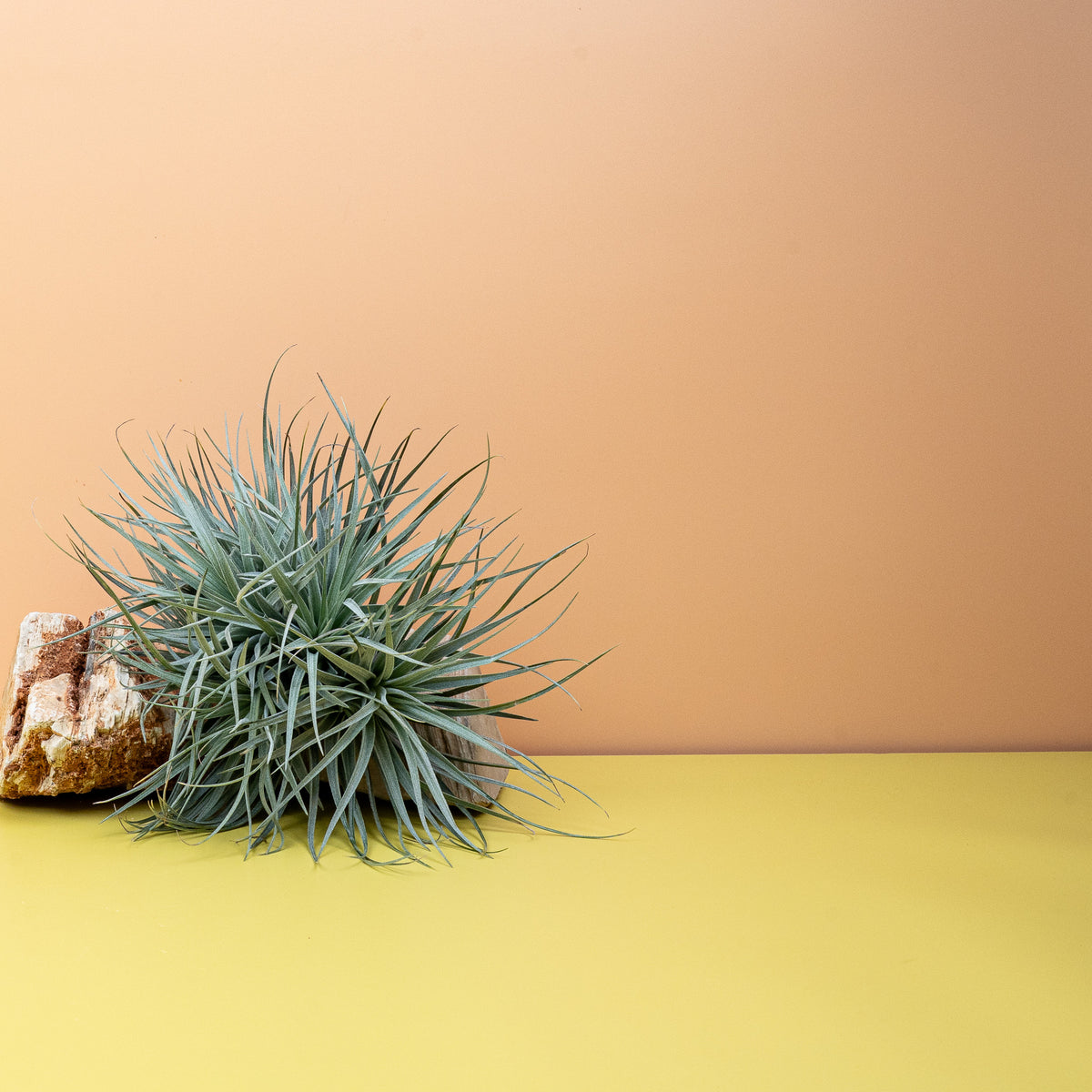 Tillandsia Silver – minimalistische Schönheit