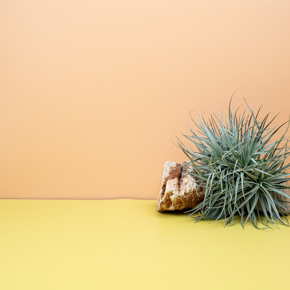 Tillandsia Silver, wächst ohne Erde