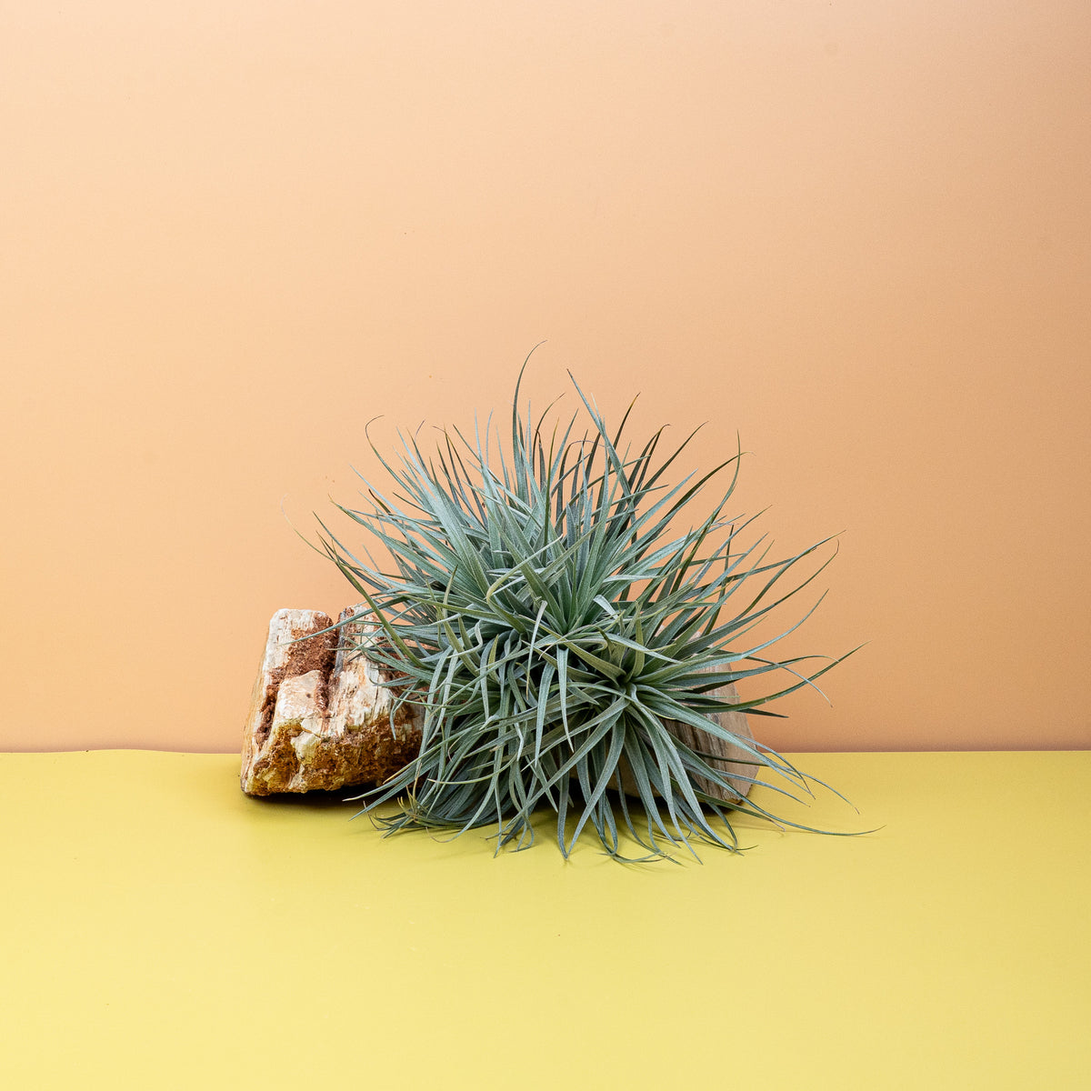 Tillandsia Silver – Luftpflanze mit silbrig-grauen Blättern – potflourri