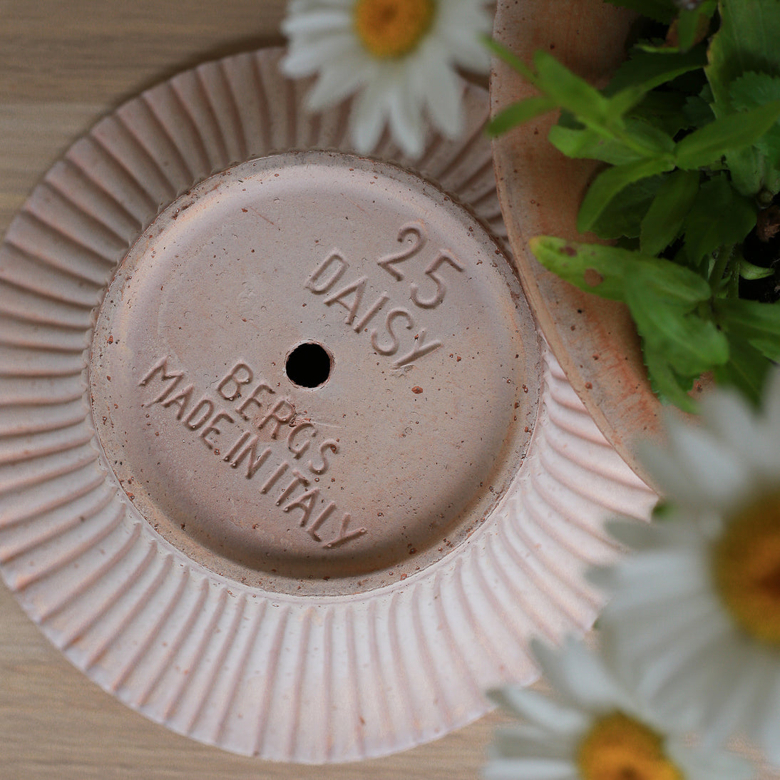 Übertopf Bergs Daisy in flacher Schalenform aus Terrakotta