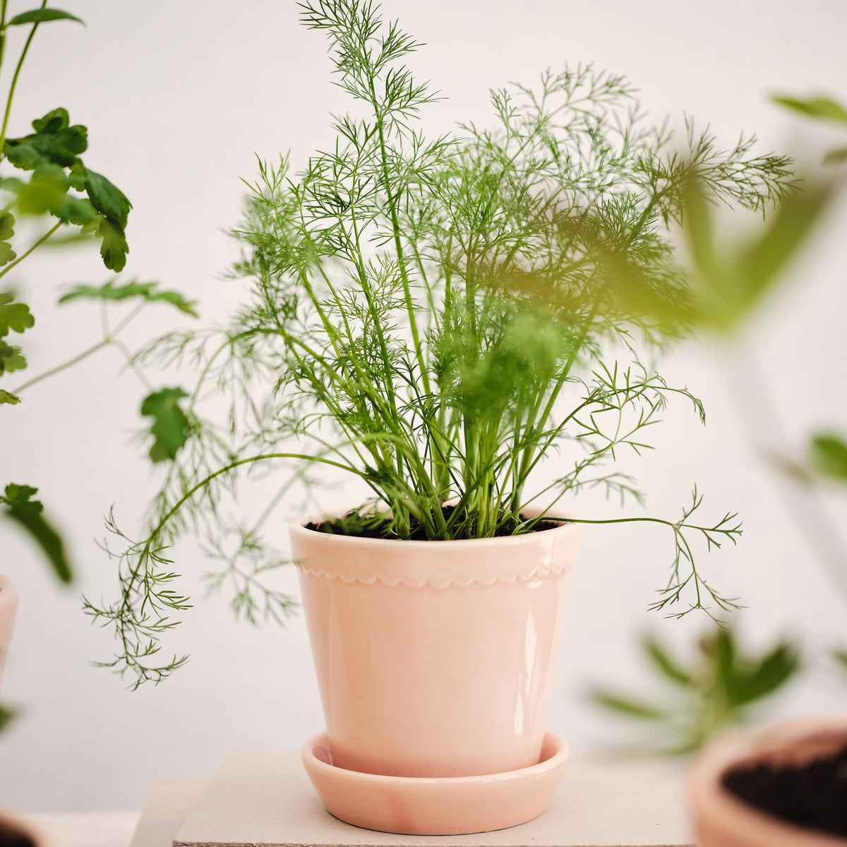 Blumentopf BERGS HELENA aus Terrakotta – Ansicht 21