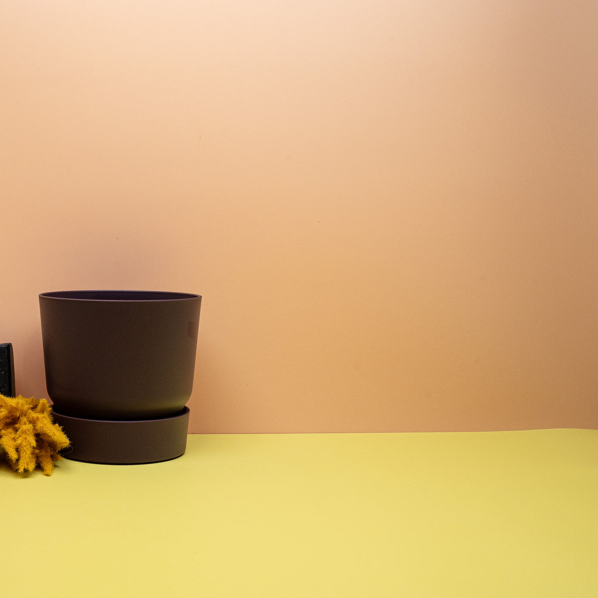 Ideal für Anthurien, Syngonium und Alocasien