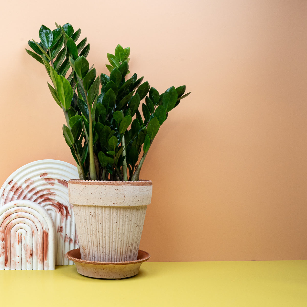 Aufrechter Wuchs mit klarer, architektonischer Silhouette