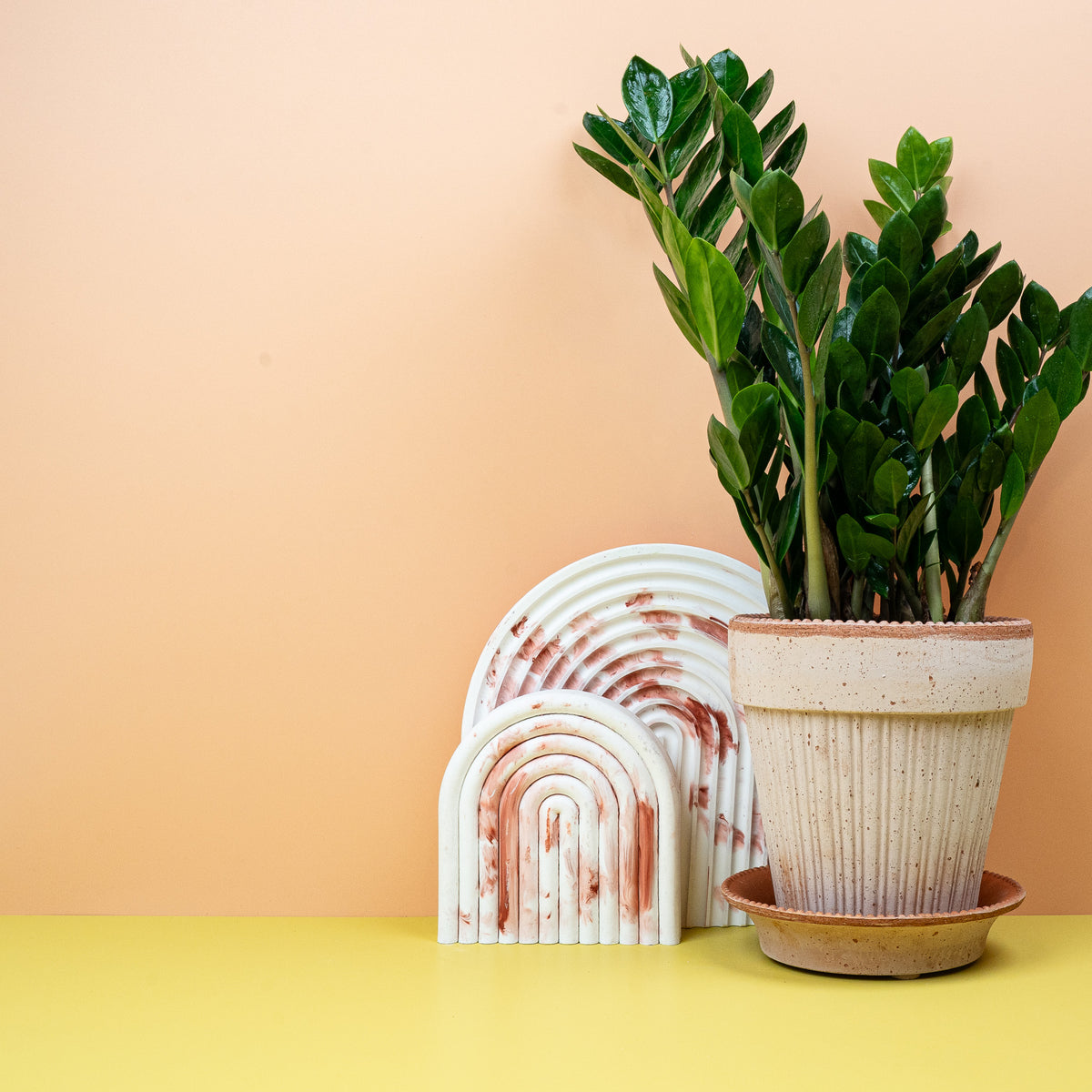 Dunkelgrüne, glänzende Blätter der Zamioculcas Midori