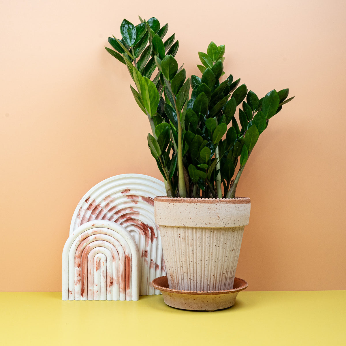 Zamioculcas - Eine Zamioculcas Pflanze steht dekorativ auf einem Nachttisch im Schlafzimmer und sorgt für eine beruhigende Atmosphäre.