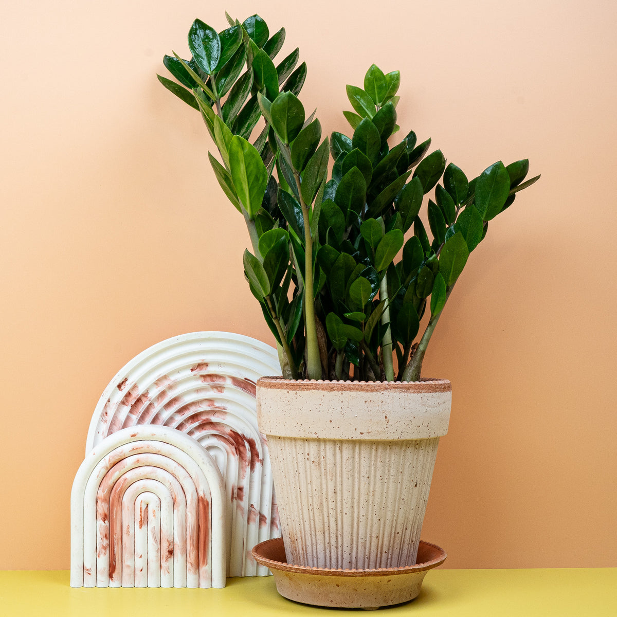 Zamioculcas Zamiifolia Midori für moderne Raumbegrünung