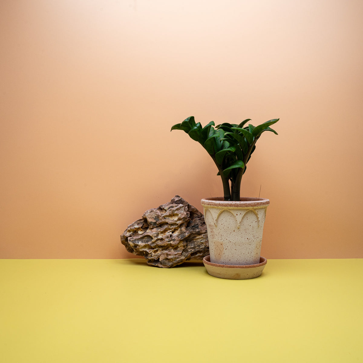 Zamioculcas Zenzi – kompakte Form für Regal und Fensterbank