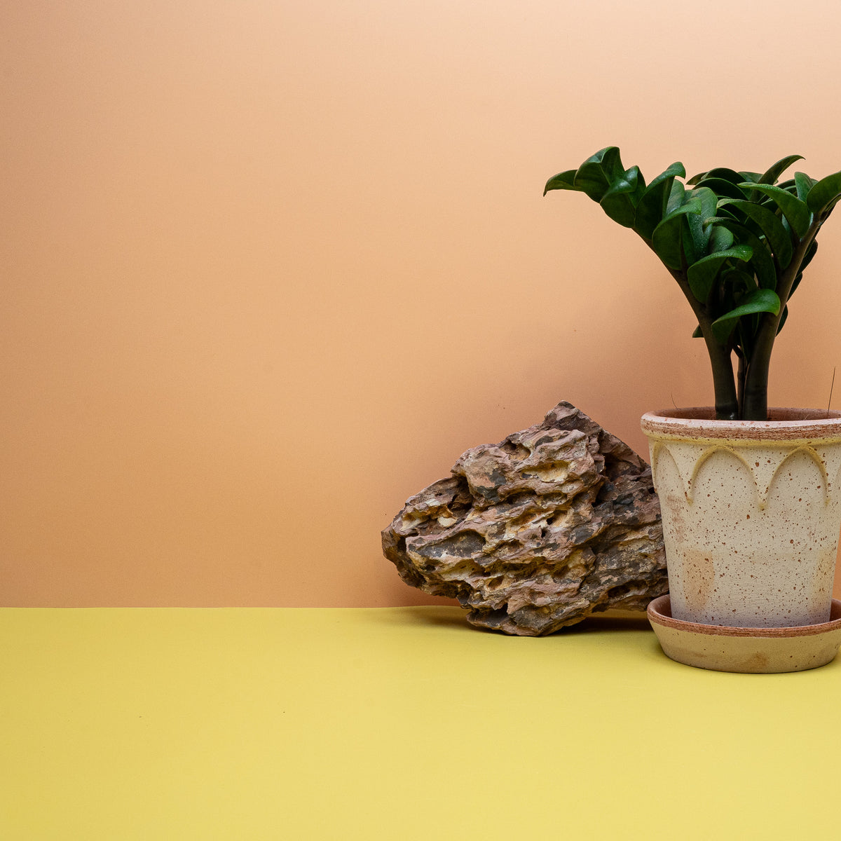 Zamioculcas Zenzi, pflegeleicht mit geringem Wasserbedarf