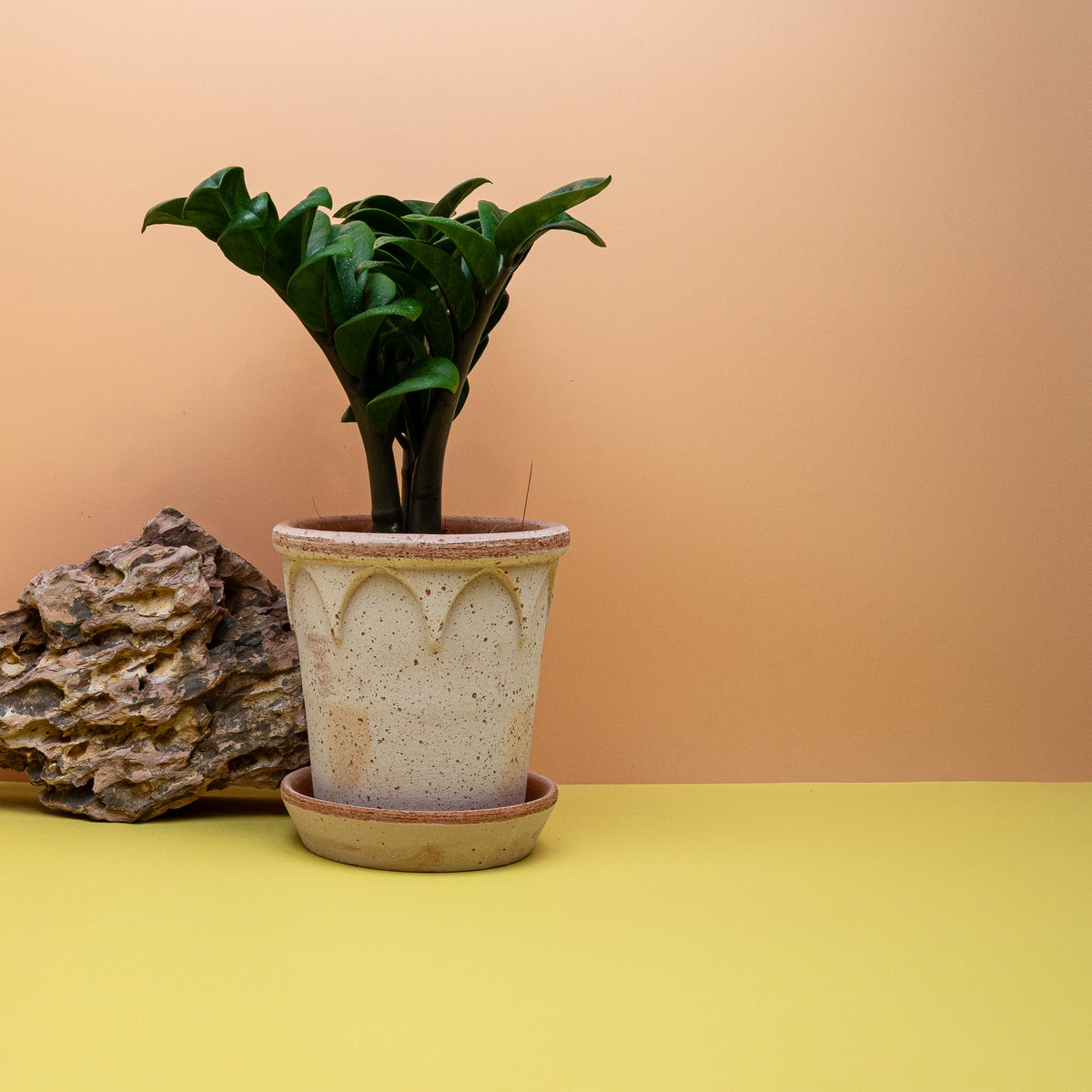 Zamioculcas Zenzi – dicht sitzende, glänzende Blätter
