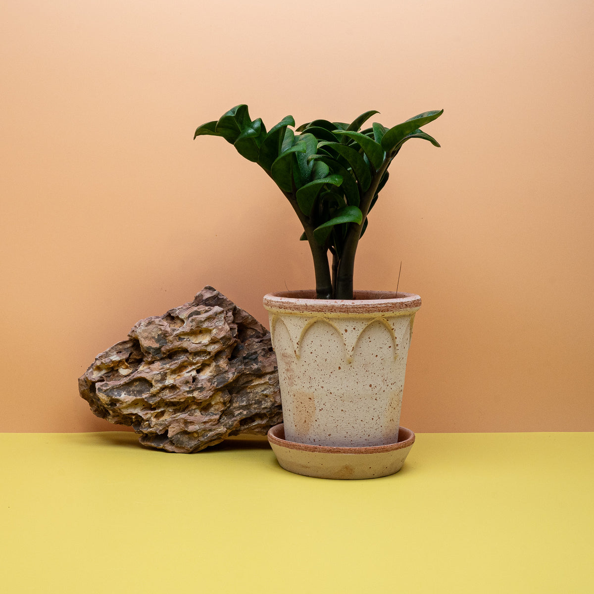 Zamioculcas Zenzi, kompakte Zwergform der Glücksfeder
