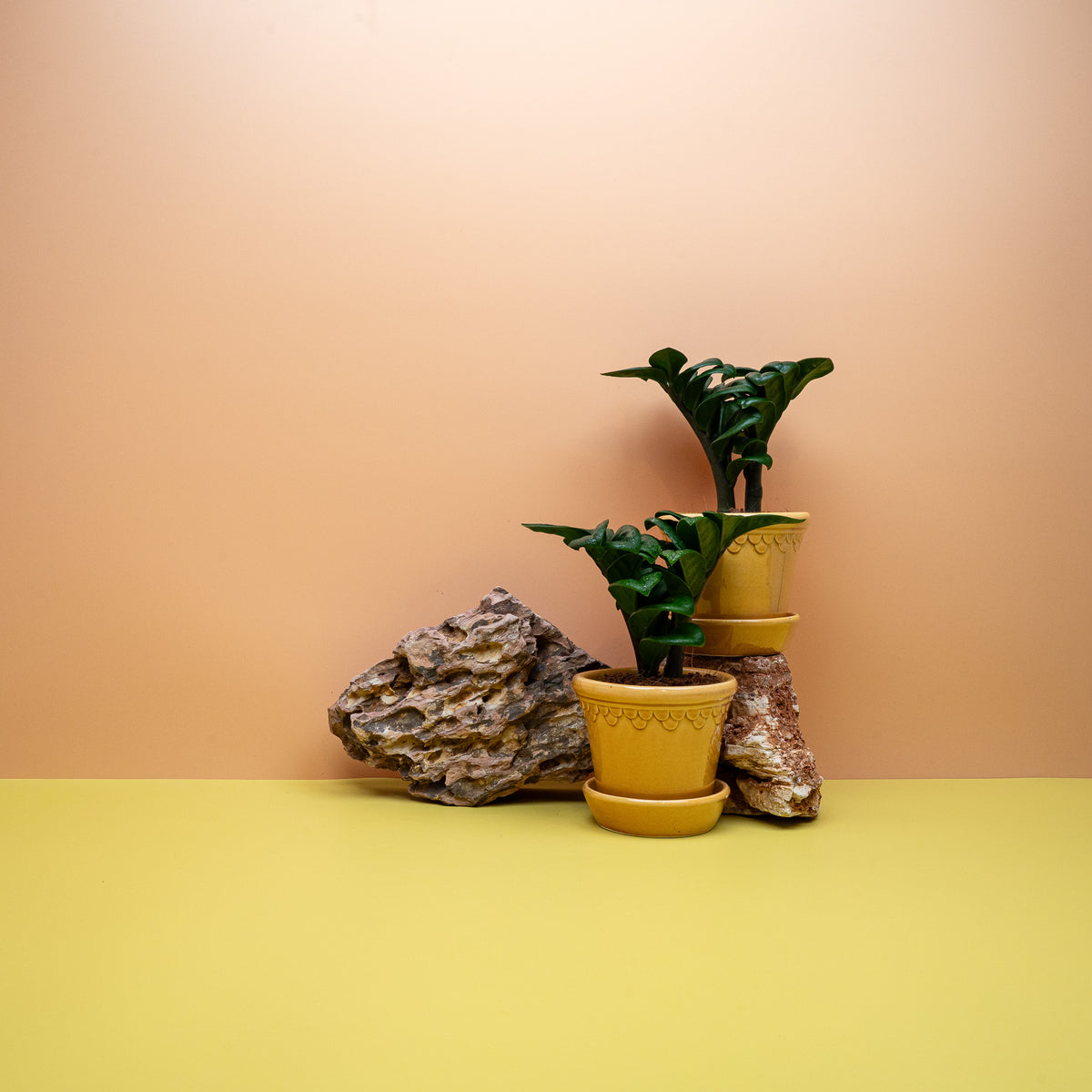Zamioculcas Zenzi – gedrungene Glücksfeder mit glänzendem Laub