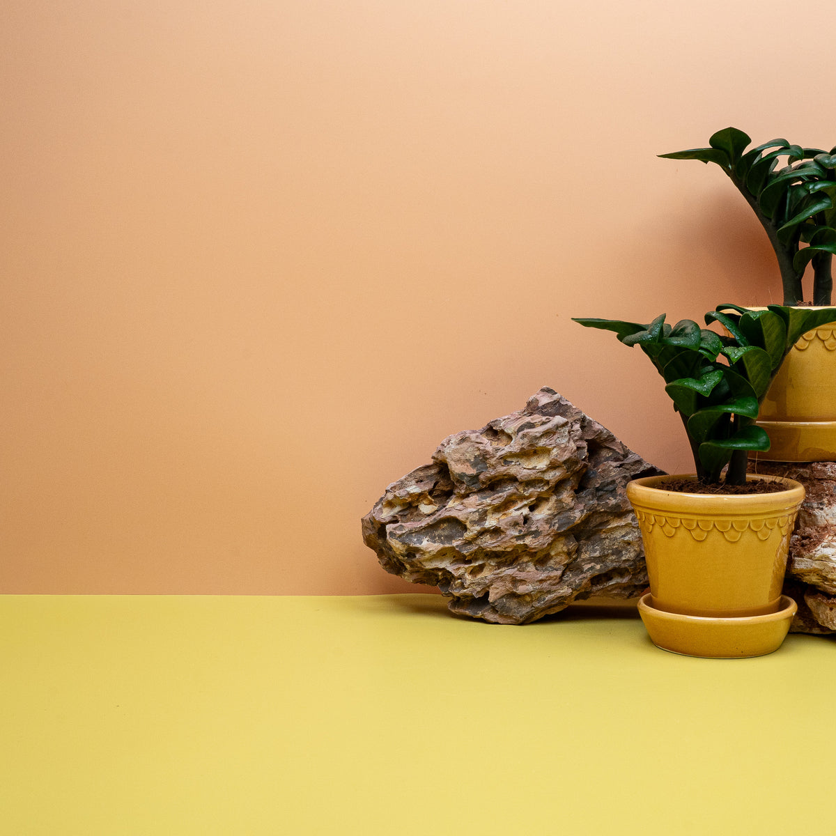 Zamioculcas Zenzi, dickfleischige Blattsegmente