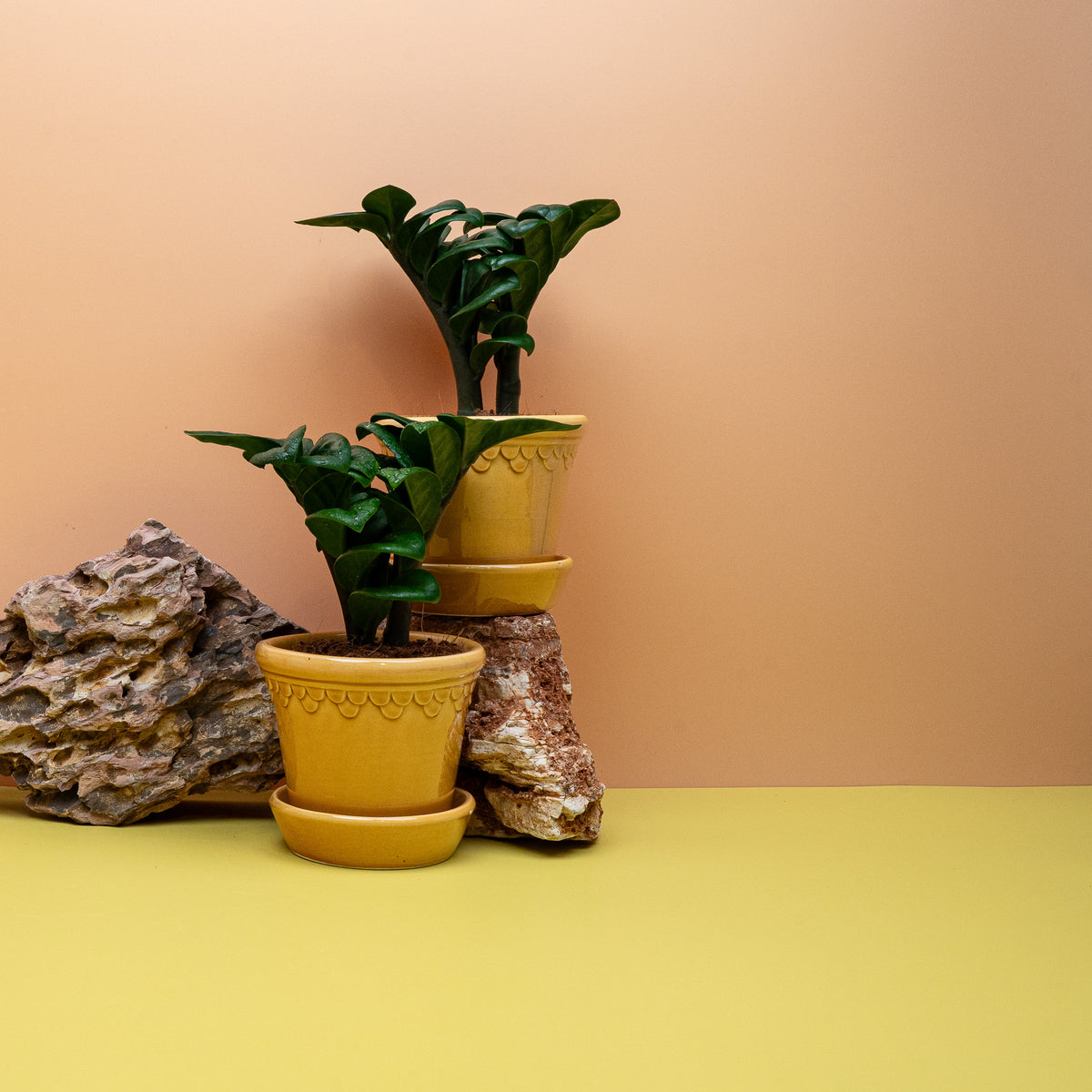 Zamioculcas Zenzi – kurze, gebogene Blattstiele