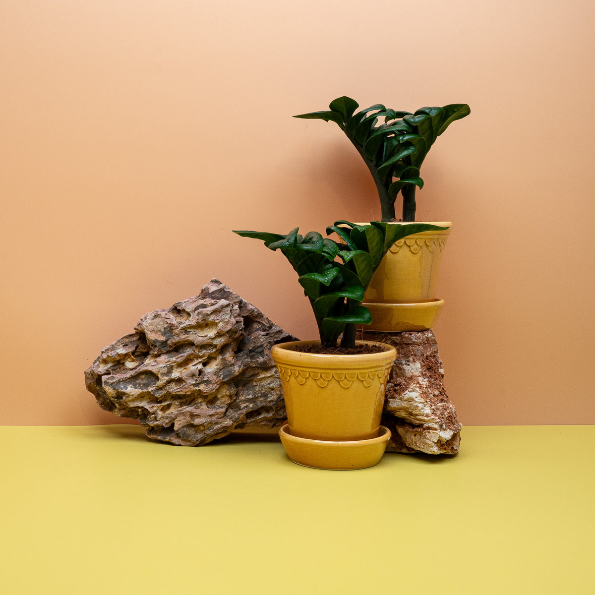 Zamioculcas zamiifolia Zenzi als robuste Zimmerpflanze