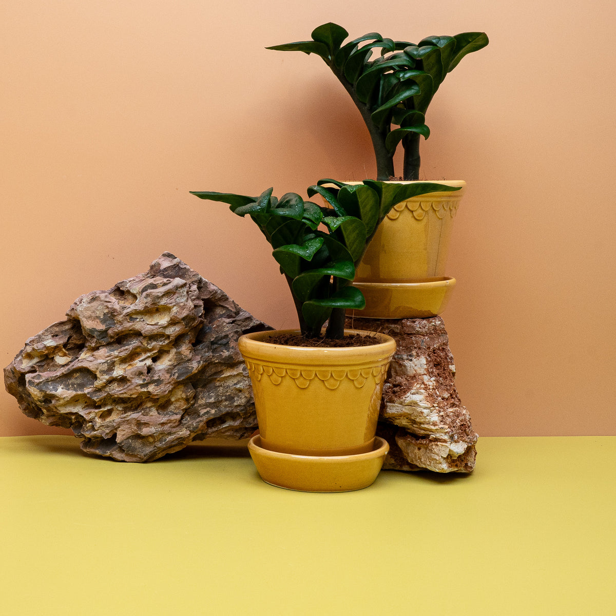 Zamioculcas Zenzi, tiefgrünes Blattwerk im Kulturtopf