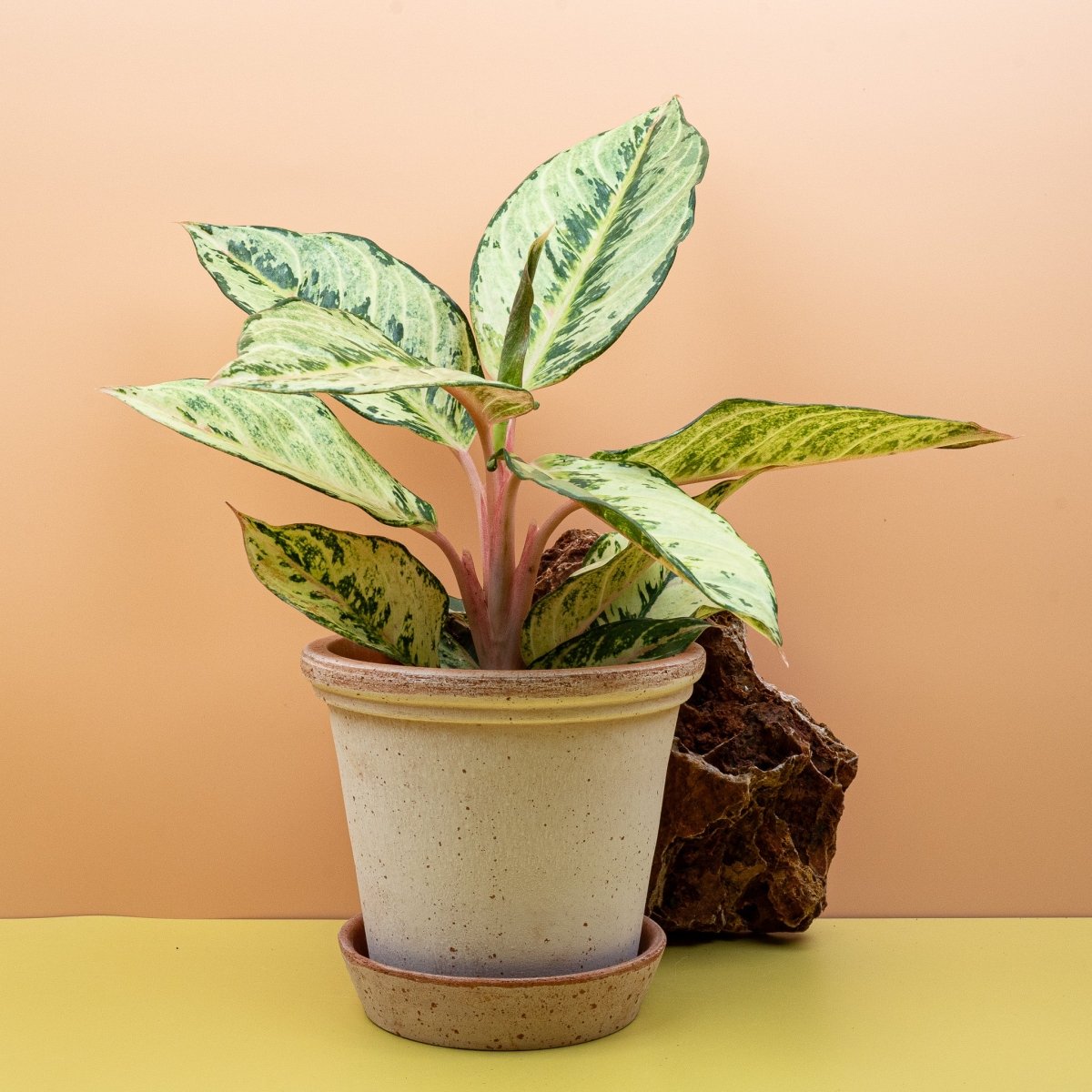 Aglaonema Chartreuse Pretty, kompakter Wuchs