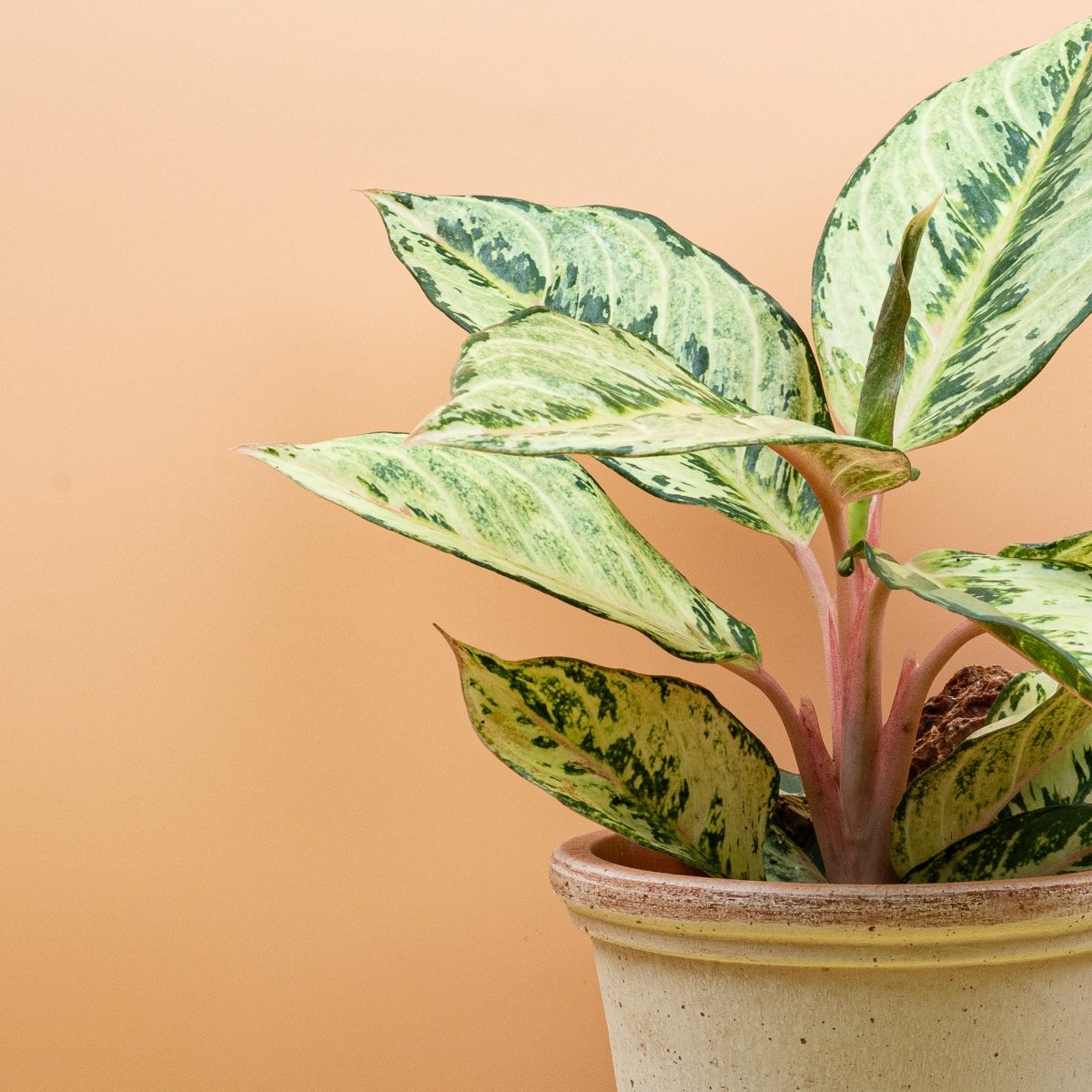 Aglaonema Chartreuse Pretty im Detail