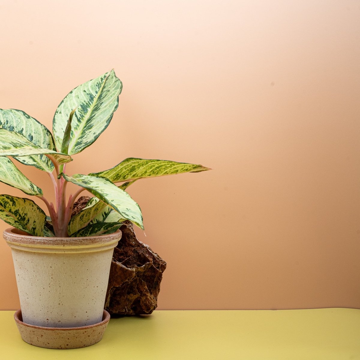 Aglaonema Chartreuse Pretty, leuchtende Blattfarbe