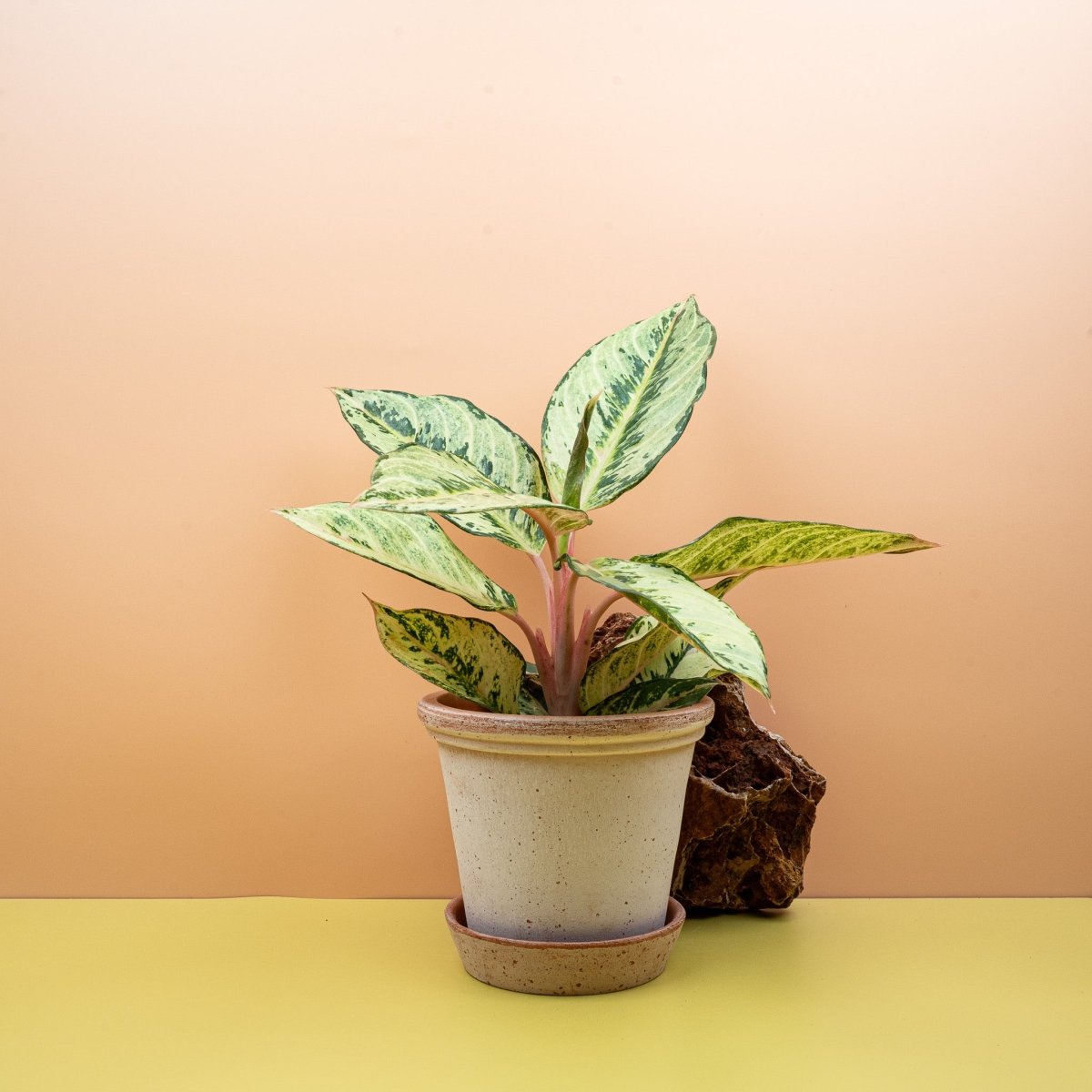 Aglaonema Chartreuse Pretty, grüngelbe Blätter – potflourri