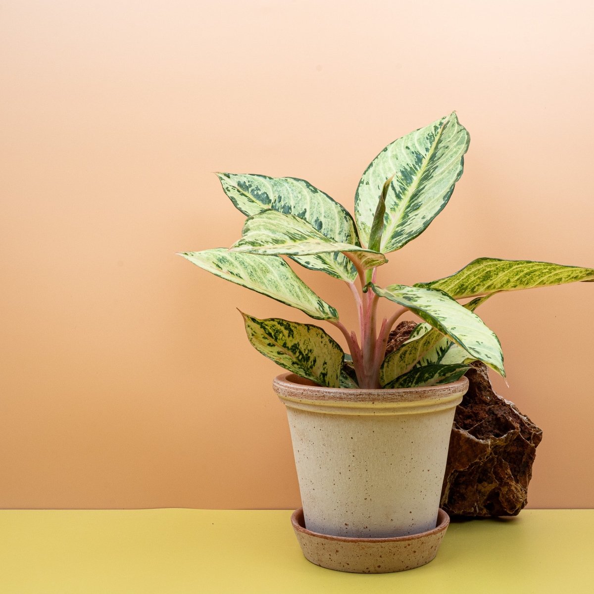 Aglaonema Chartreuse Pretty auf dem Sideboard