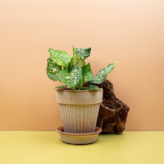 Aglaonema Diamond White, silbrig-weiße Blätter – potflourri