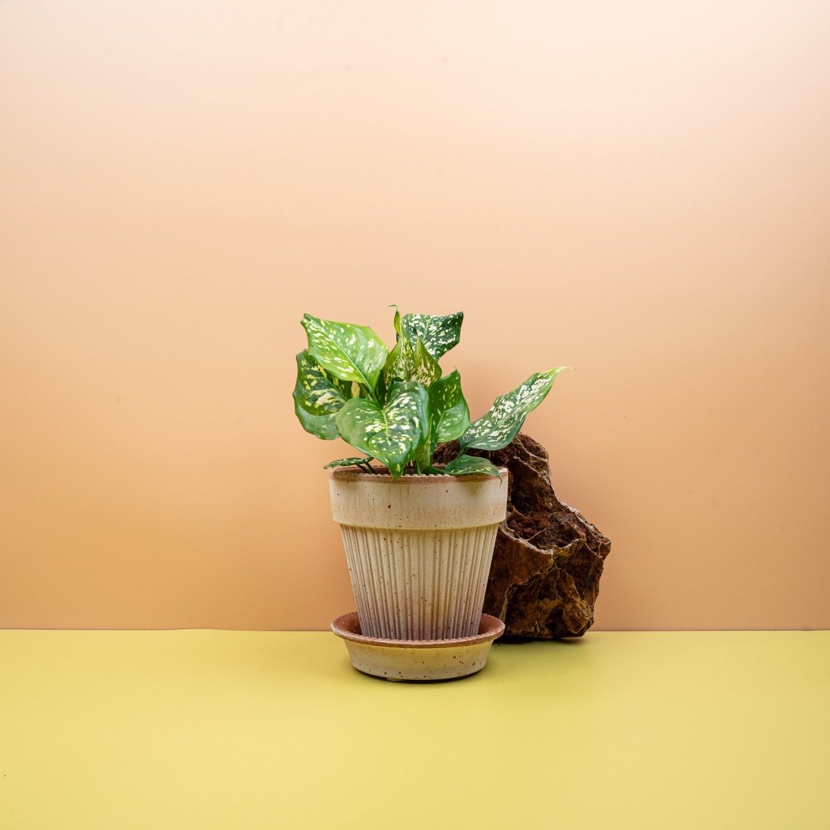 Aglaonema Diamond White mit dunkelgrünen Blätträndern