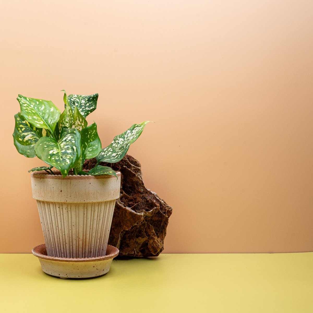 Aglaonema Diamond White, großflächige Blattzeichnung