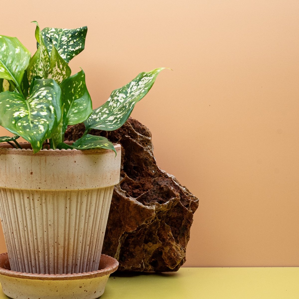 Aglaonema Diamond White im Topf