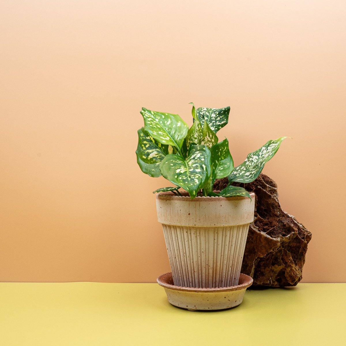 Aglaonema Diamond White, kompakte Wuchsform