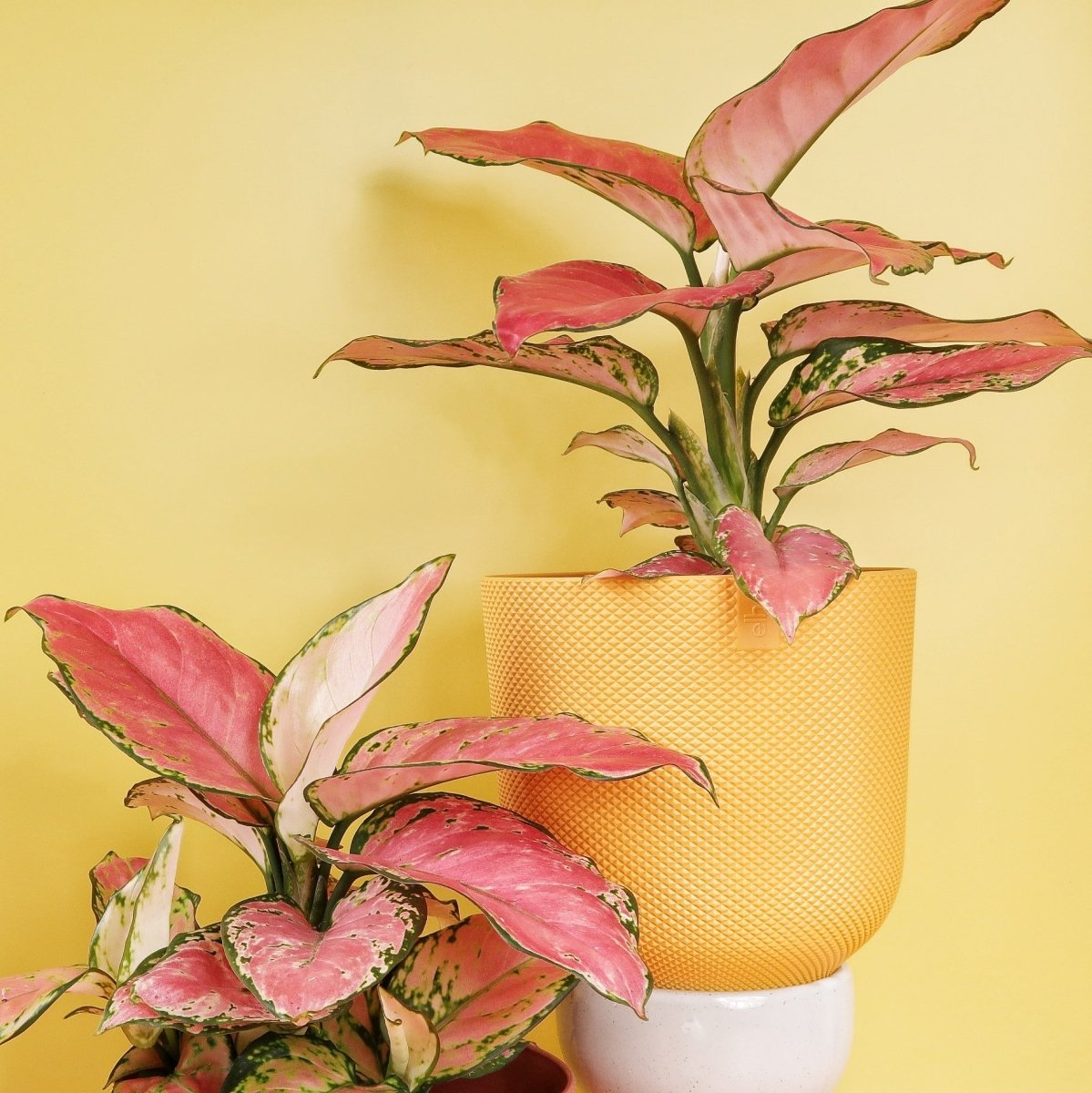 Aglaonema Flamingo, pflegeleicht für Einsteiger