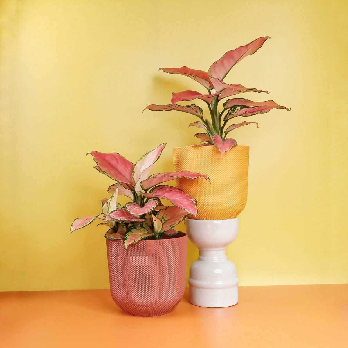Aglaonema Flamingo – Kolbenfaden mit pinker Blattfärbung – potflourri