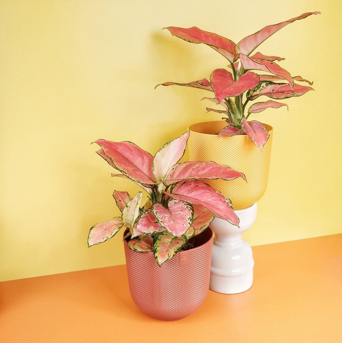 Aglaonema Flamingo passt sich an verschiedene Lichtverhältnisse an