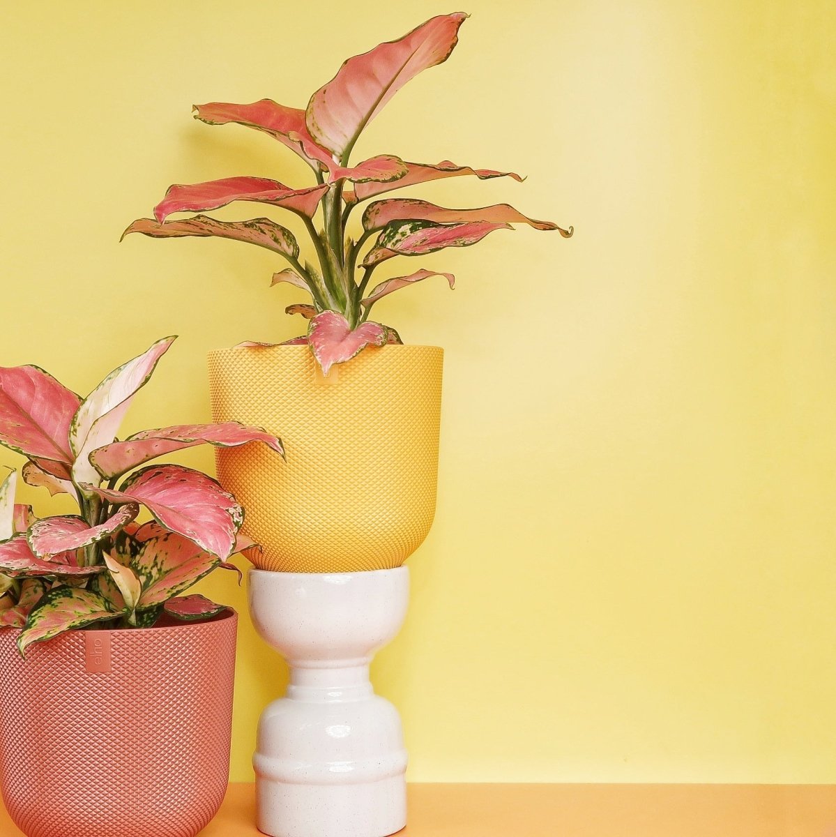 Aglaonema Flamingo, auch chinesischer Liebesstrauch genannt