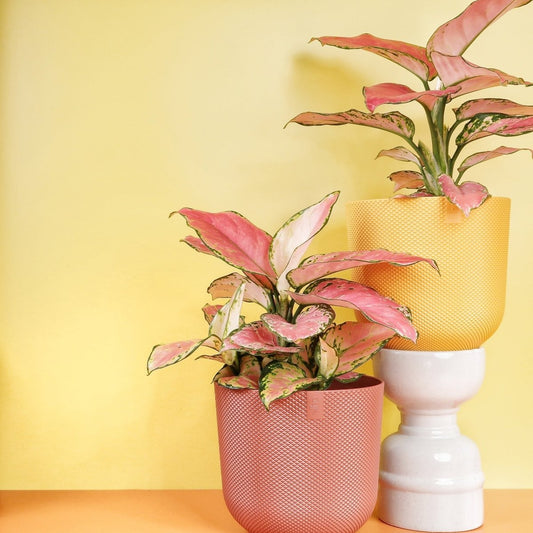 Aglaonema Flamingo – Kolbenfaden mit pinker Blattfärbung – potflourri