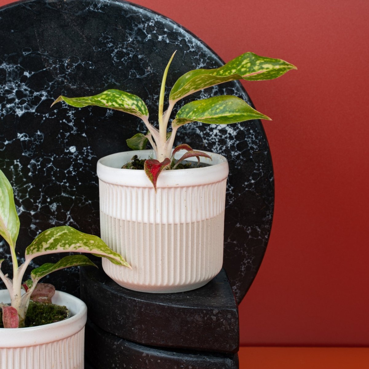 Aglaonema Night Sparkle, oval geformte Blätter im Detail