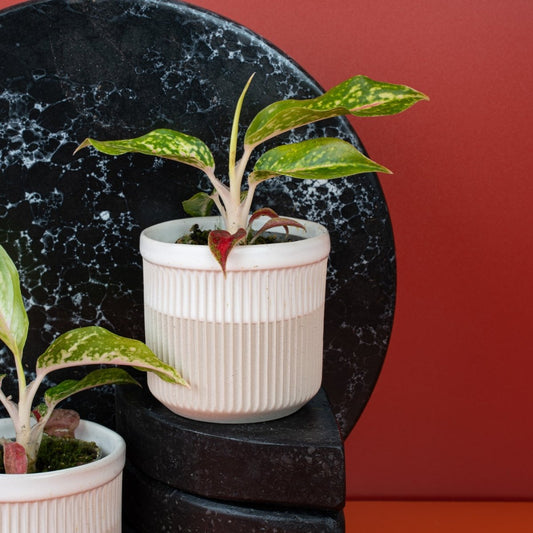 Aglaonema Night Sparkle, dunkelgrüne Blätter mit Silbermuster – potflourri