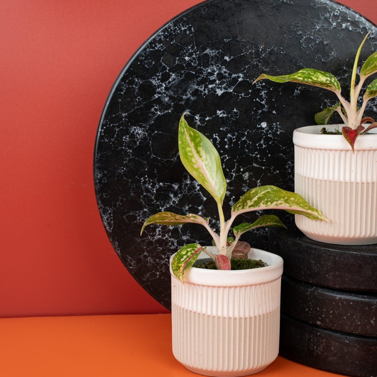 Aglaonema Night Sparkle, auch Chinese Evergreen genannt