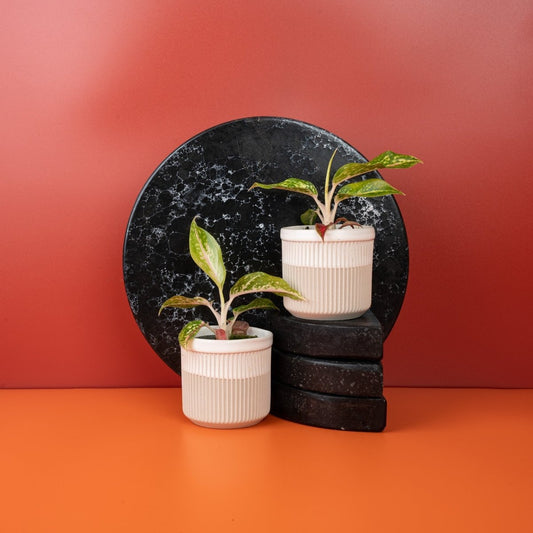 Aglaonema Night Sparkle, dunkelgrüne Blätter mit Silbermuster – potflourri