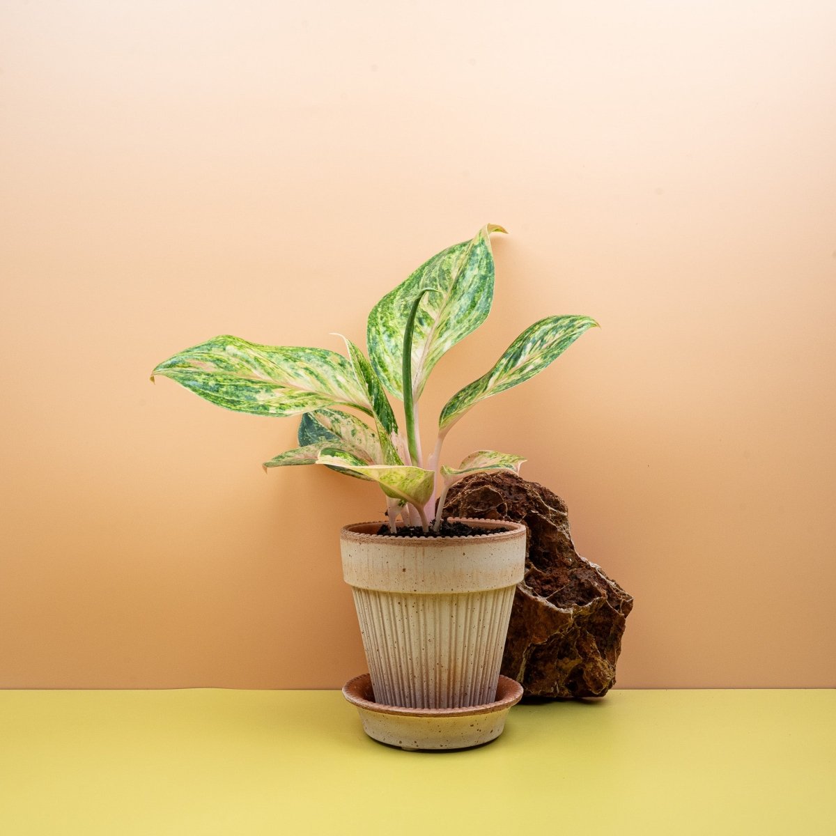 Aglaonema Peach Perl, Pfirsich- und Rosatöne – potflourri