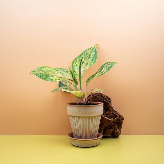 Aglaonema Peach Perl, Pfirsich- und Rosatöne – potflourri
