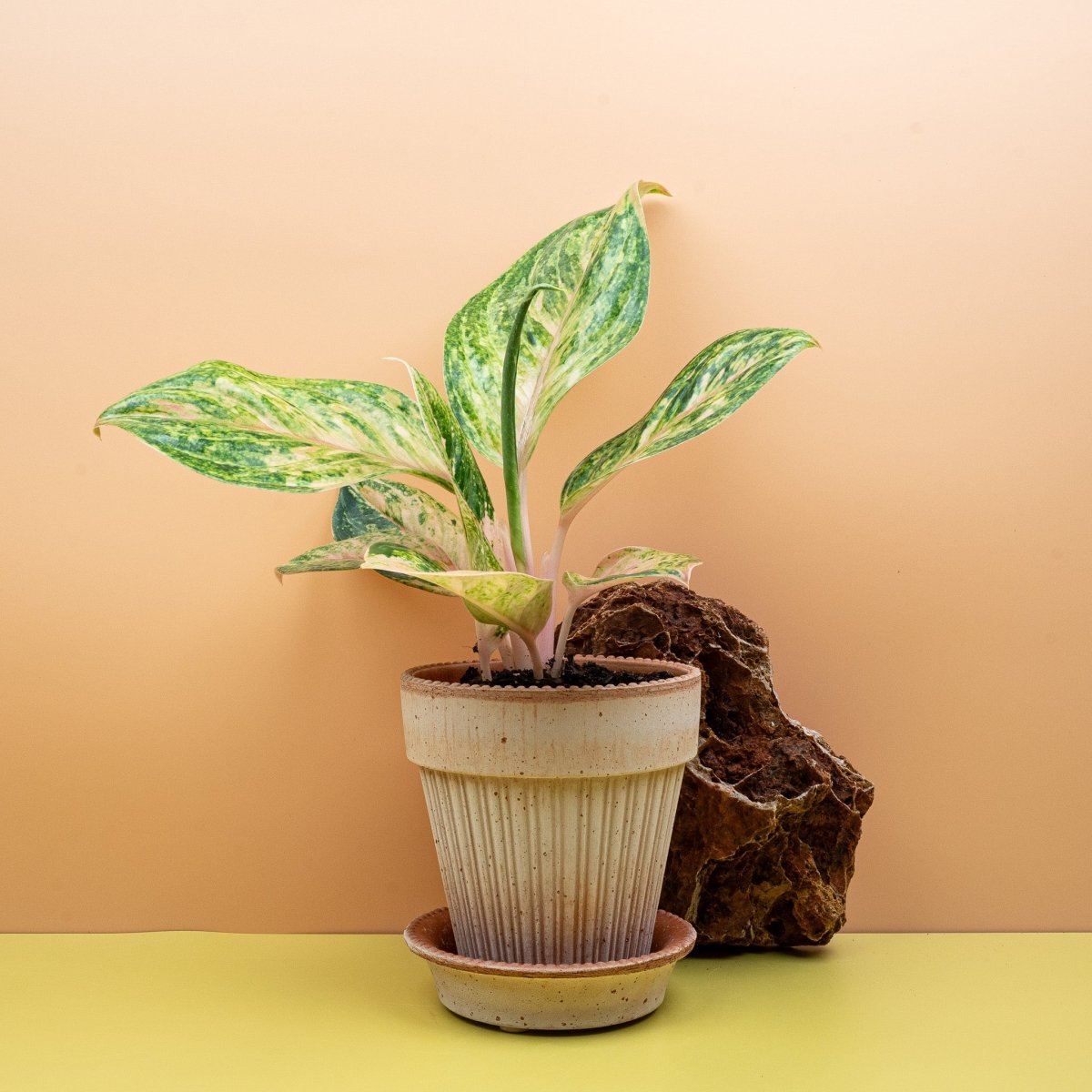 Aglaonema Peach Perl, perlmuttartige Blattfarbe