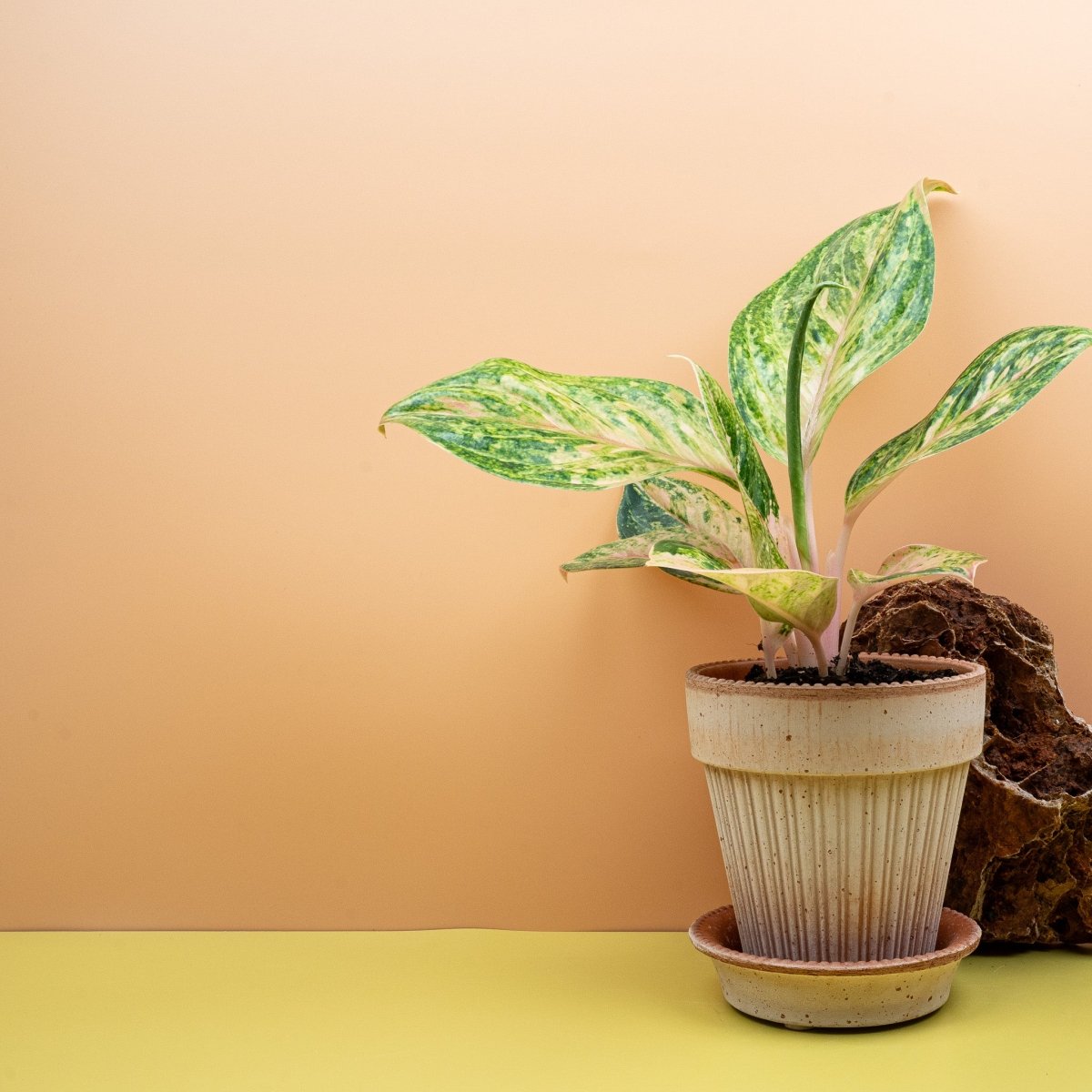 Aglaonema Peach Perl, kompakter Wuchs