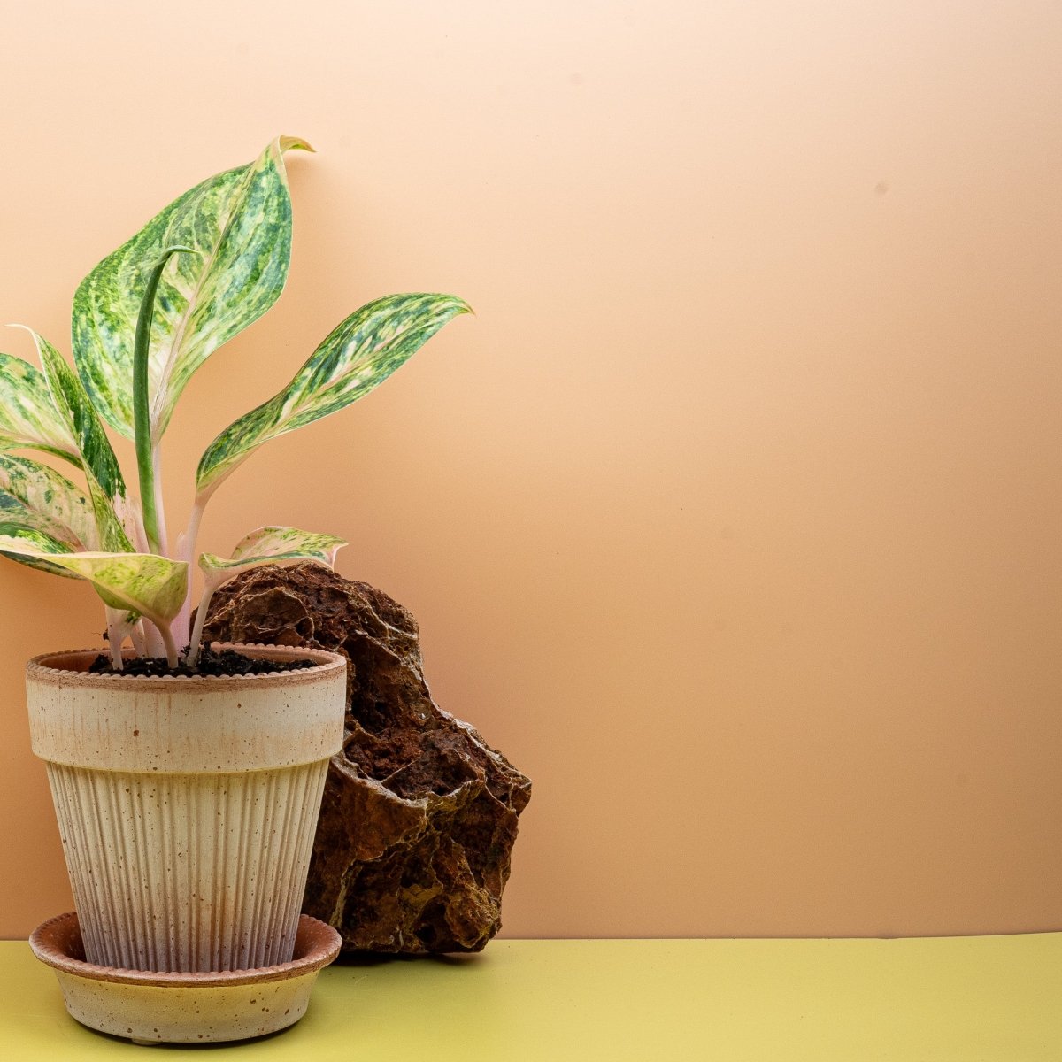 Aglaonema Peach Perl mit feinen grünen Adern