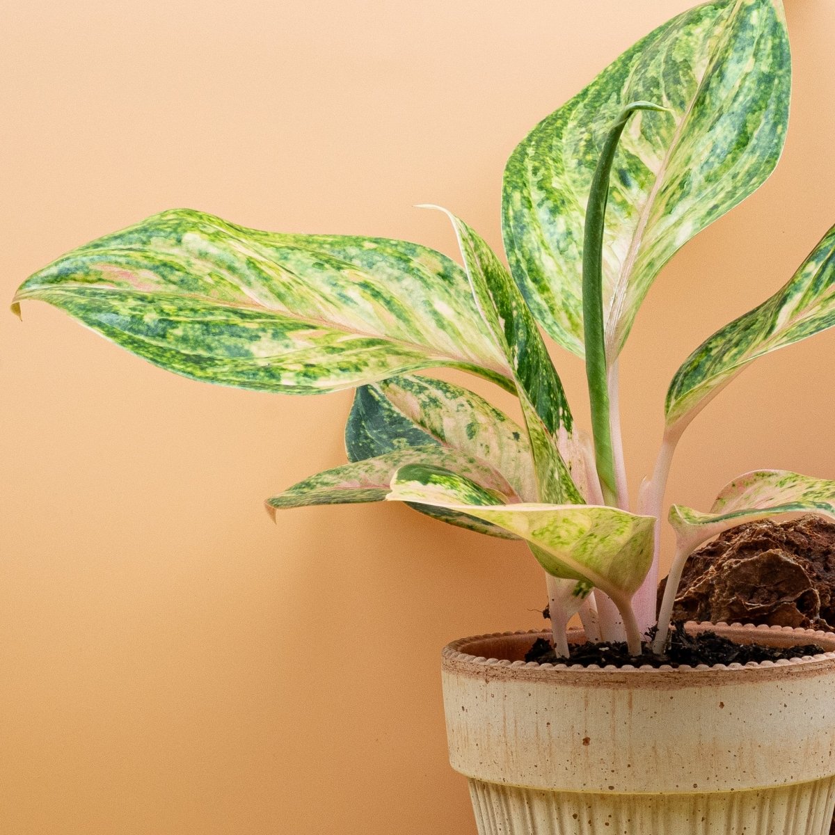 Aglaonema Peach Perl im Detail